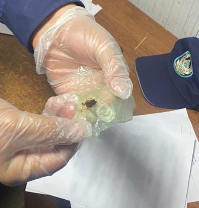 Қызметтік ит шекарадан есірткі алып өтпек болған шетелдікті ұстауға көмектесті