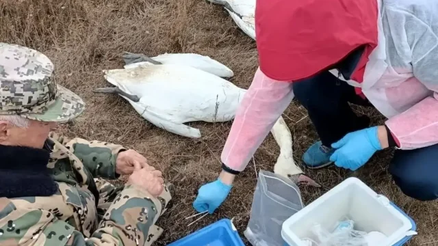 Каспий теңізінде 30-ға жуық аққудың өлексесі табылды