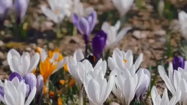 Алматыда крокус гүлдеп жатыр