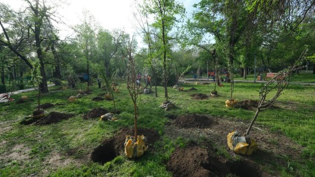 Алматыда 27 сәуірде жаппай алма ағаштары егіледі