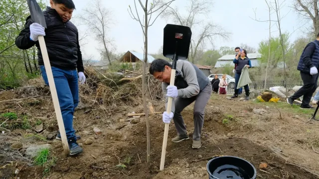 Алматыда бір айда 30 мың ағаш егілді