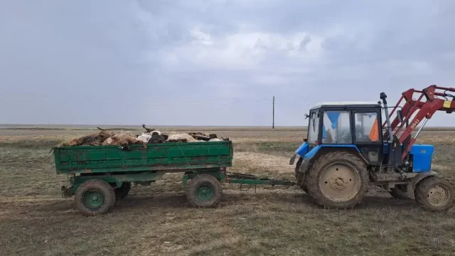АШМ: Су тасқынынан қырылған мал шығыны 100% өтелді