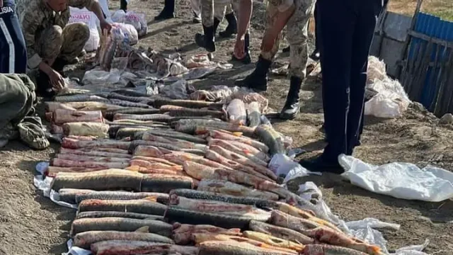 Атырау облысында заңсыз балық аулаушылардан 1,8 тонна бекіре тәркіленді