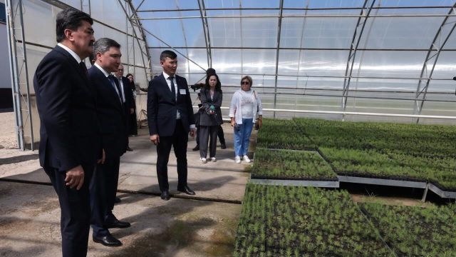 Олжас Бектенов Семейдегі өртенген қарағайлы орманды қалпына келтіру жұмыстарын тексерді