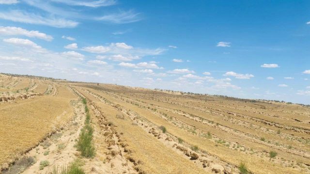 Түркістан облысында егілген сексеуілдер құм көшкініне тосқауыл болып жатыр