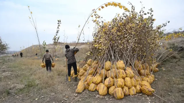 Алматыда көгалдандырудың жаңа ережелері қалай өзгеріп жатыр?