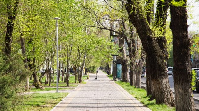 Алматының Наурызбай ауданында мыңдаған ағаш егіледі