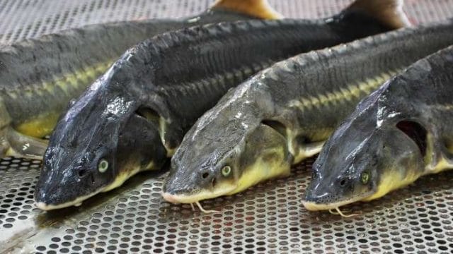 Жаңаөзен тұрғынынан жарты тоннадан астам бекіре тәркіленді