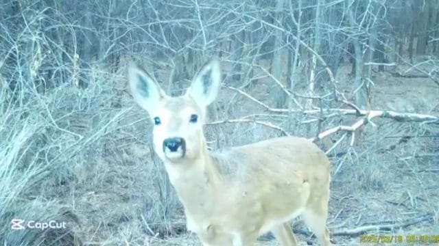 Шарын шатқалында еліктер фототұзаққа түсіп қалды