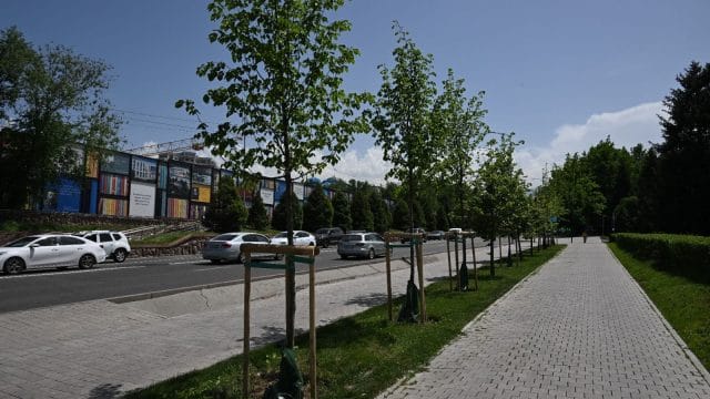 Алматы әкімі жасыл аймақтарды суару мен күтіп-баптауға бақылауды күшейтуді тапсырды