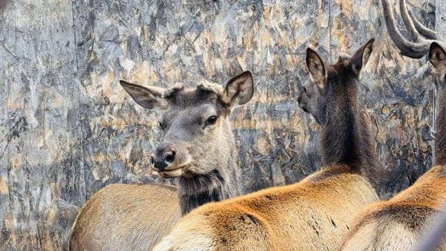 Алматы облысындағы жалғыз марал шаруашылығы. Мемлекет не үшін субсидия бермейді?