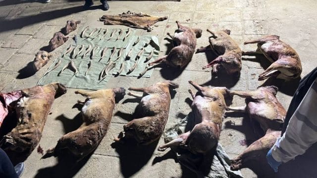 Маңғыстау облысында киік мүйіздерін заңсыз сақтаған тұрғын ұсталды