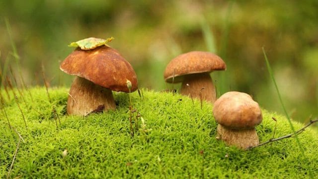 Қарағанды облысында саңырауқұлақ теріп жүрген қарт кісі адасып кетті