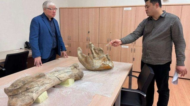 Ақмола облысынан мамонттың сүйегі табылды