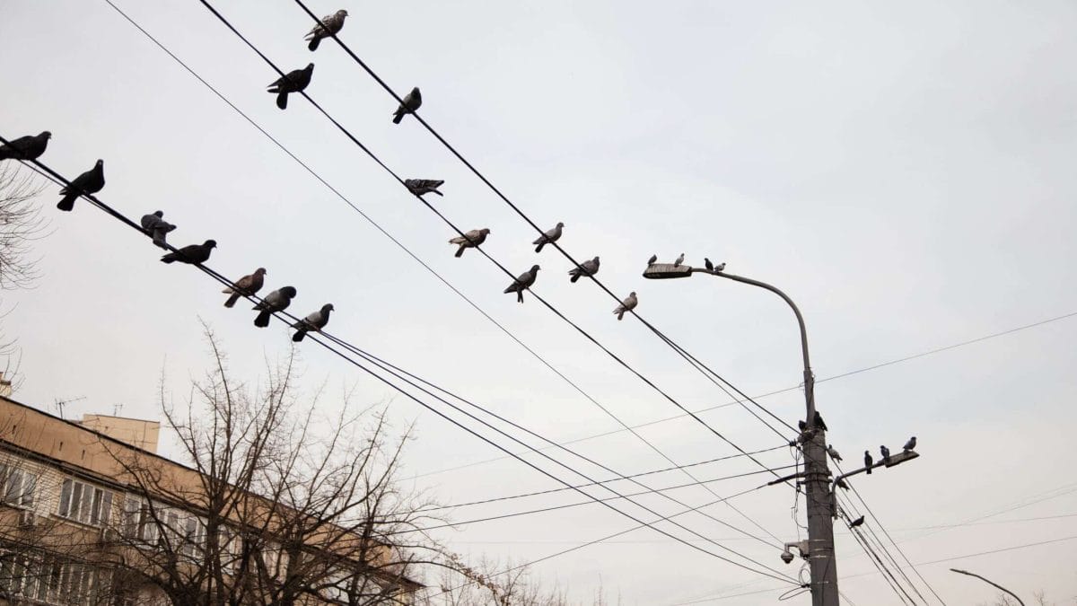 Жарық, құстар, ауа райы күз