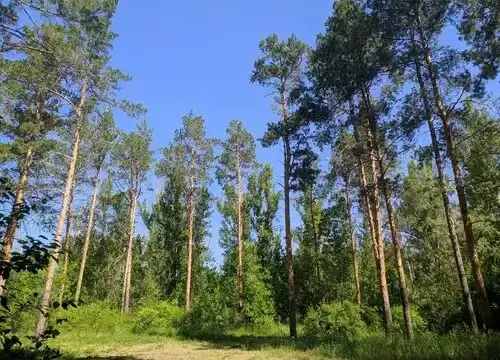 Оралдағы «Хан тоғайы» экопаркке айналады