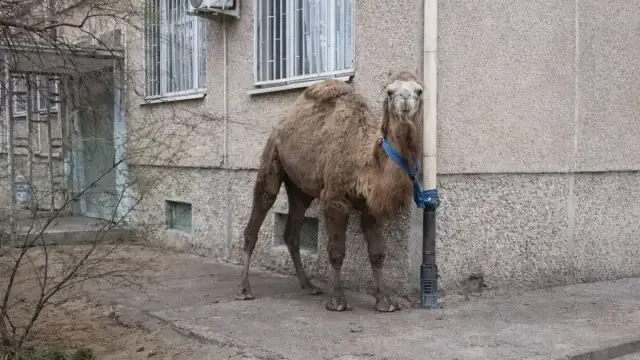 Ақтауда көпқабатты үй маңына түйе байланып тұрған