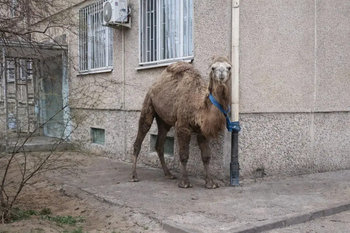 Ақтауда көпқабатты үй маңына түйе байланып тұрған