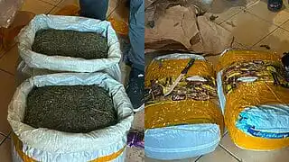 Маңғыстау, марихуана