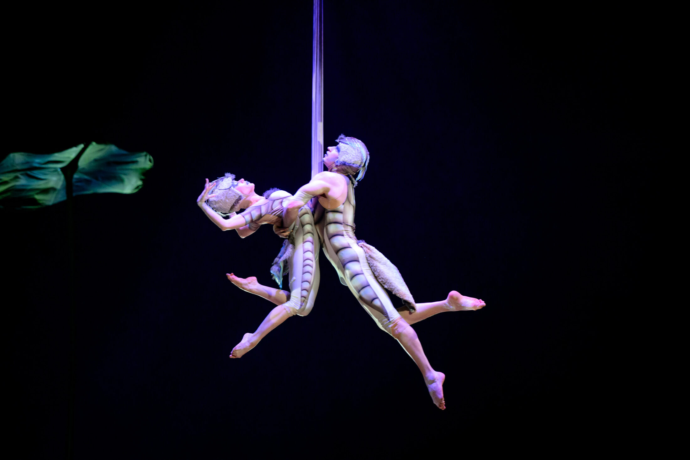 Әлемдік шоу Алматыда: Cirque du Soleil OVO премьерасын ұсынды